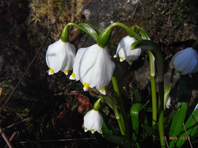 Frühlings-Knotenblume